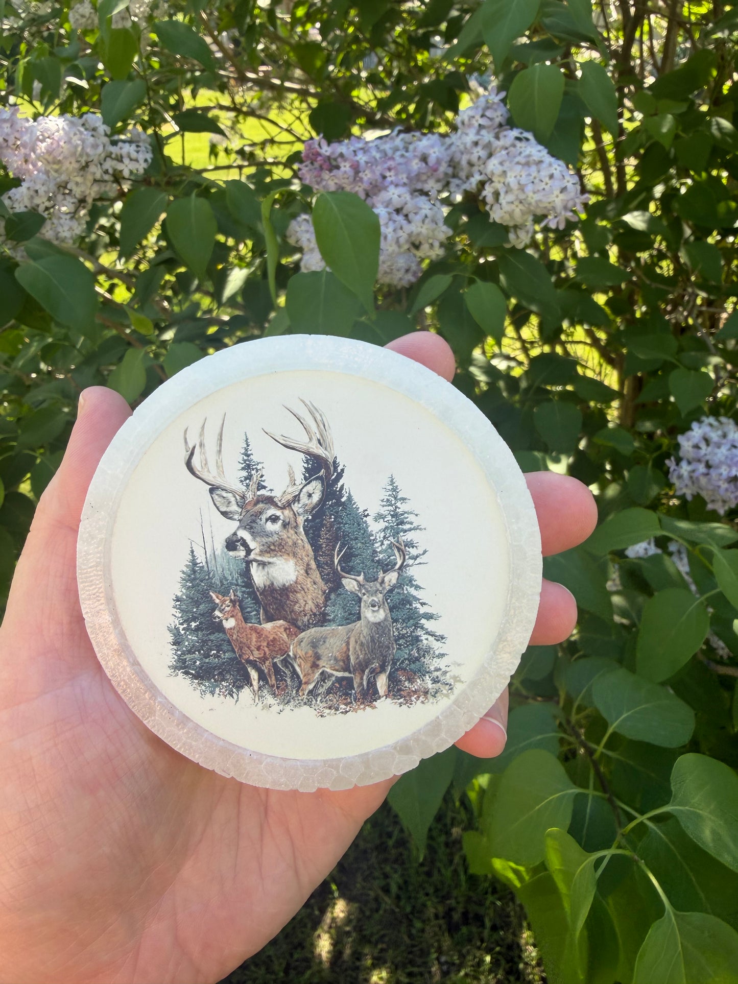 The Woods